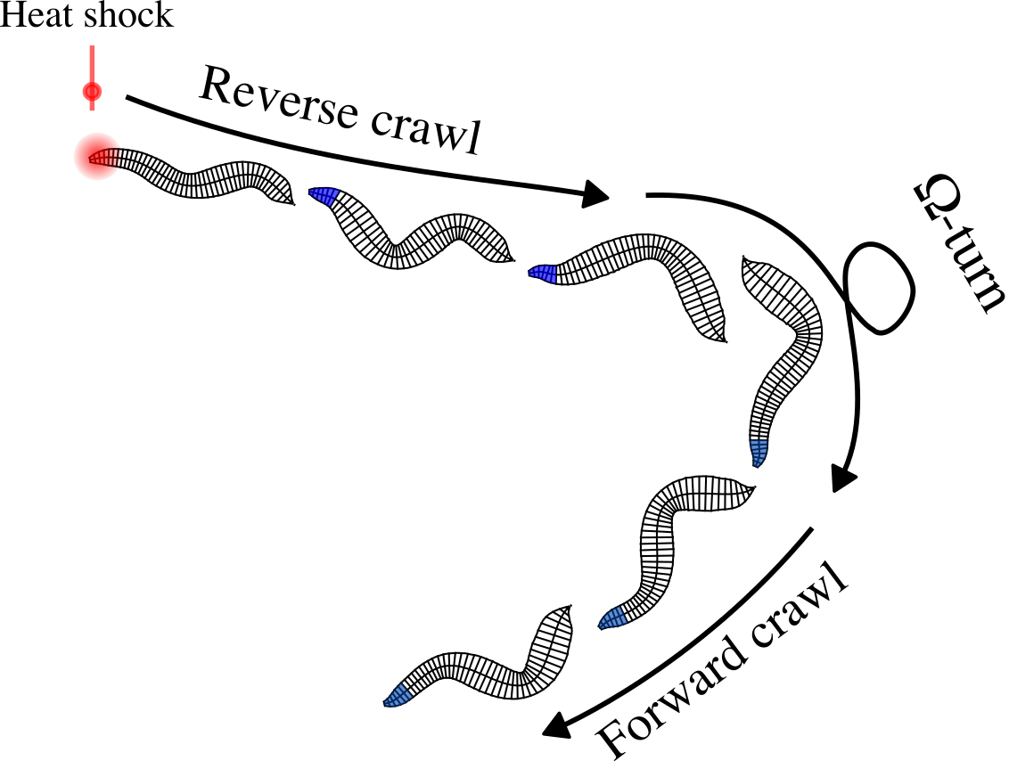 EigenWorms